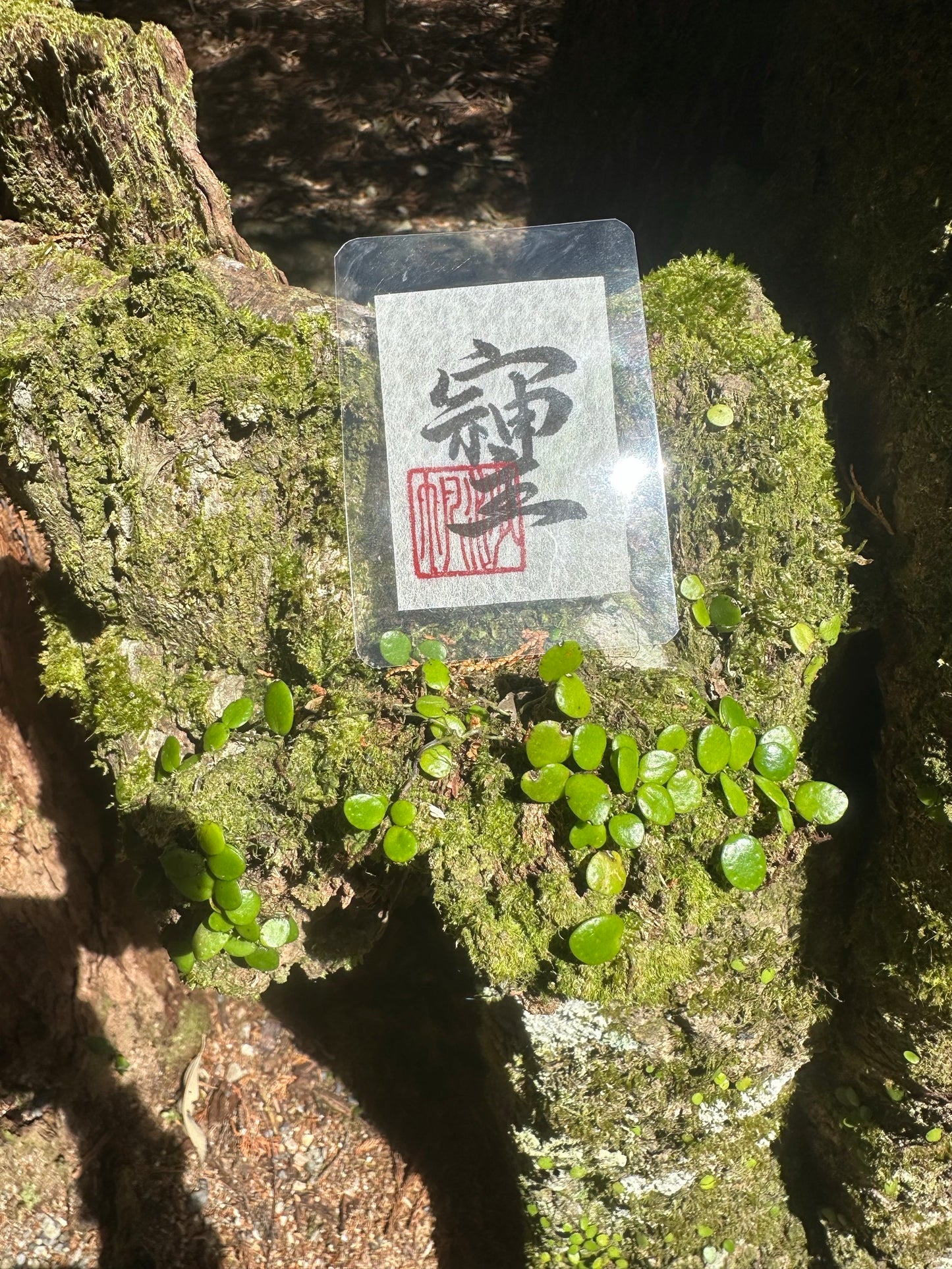 そしじ